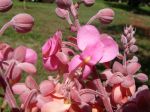 Cassia grandis   - Flower detail