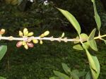 Coffea mauritiana   - Fruiting branch with leaves