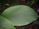 Curcuma zedoaria   - Leaf detail
