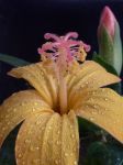 Hibiscus kokio subsp. saintjohnianus  - Mature flower