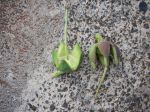Duabanga grandiflora   - Fruit casing after flowering