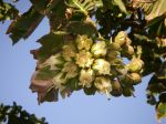 Duabanga grandiflora   - Flower buds opening