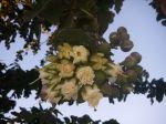 Duabanga grandiflora   - Flower buds opening and full flowering