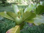 Gardenia oudiepe   - Fruit and leaves