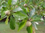 Genipa americana   - Fruit detail