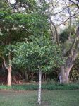 Gnetum gnemon   - Tree habit