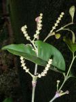 Gnetum gnemon   - Flower and fruit habit