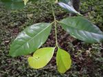 Gnetum gnemon   - Leaf detail