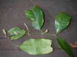 Gnetum gnemon   - Branch with leaves and flower/fruit stalk