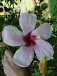 Hibiscus genevii   - Flower detail