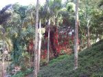Mucuna novo-guineensis   - Distance visual of vine habit