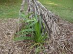 Pandanus tectorius   - Young seedling appears at base of aerial roots