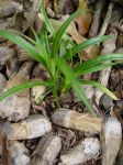 Pandanus tectorius   - Seedlings sprouting from dry keys
