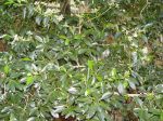 Psydrax odorata   - Habit
