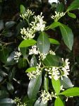Psydrax odorata   - Flowers, buds and new leaves