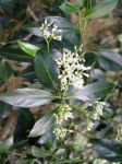 Psydrax odorata   - In Flower