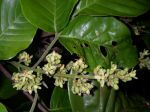 Sandoricum koetjape   - Flower panicle