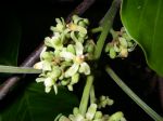 Sandoricum koetjape   - Flower detail