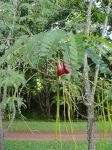 Sesbania grandiflora   - Young tree with fruit and flower
