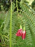 Sesbania grandiflora   - Flower and leaf habit