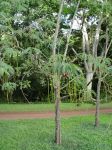 Sesbania grandiflora   - Flowering young tree