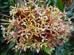 Ixora hookeri   - Inflorescence detail