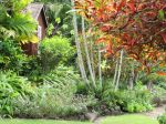 Codiaeum variegatum   - 