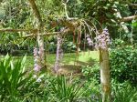 Dendrobium anosmum   - Habit