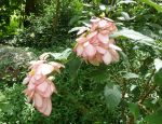 Mussaenda   'Queen Sirikit' - Flowering branch