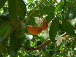 Stemmadenia litoralis   - Fruit
