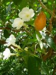 Stemmadenia litoralis   - Flower detail and fruit