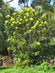 Xanthostemon chrysanthus   - Habit