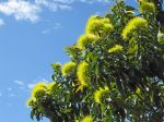 Xanthostemon chrysanthus   - Inflorescence
