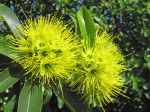 Xanthostemon chrysanthus   - Flower detail