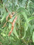 Acacia koaia   - 