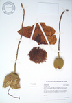 Adansonia digitata   - 