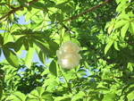 Adansonia digitata   - 