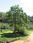 Adansonia digitata   - 
