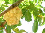Adansonia digitata   - 
