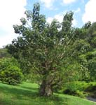 Adansonia digitata   - 