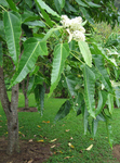 Aleurites moluccana   - 