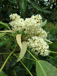 Aleurites moluccana   - 