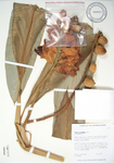 Alpinia hainanensis   - 
