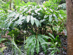 Alpinia hainanensis   - Habit