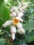 Alpinia hainanensis   - Inflorescence