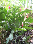 Alpinia purpurata  'Eileen MacDonald' - 