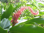 Alpinia purpurata  'Eileen MacDonald' - 