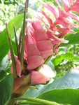 Alpinia purpurata  'Eileen MacDonald' - 