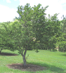 Annona muricata   - 