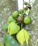 Annona muricata   - 